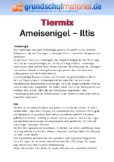 Ameisenigel - Iltis.pdf
